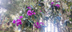 Flores y Ferias